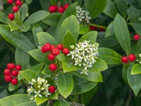 Skimmia japonica subsp. reevesiana  berries and flowers April 