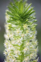 Eucomis pole-evansii 'Goliath', Pineapple Lily, August.