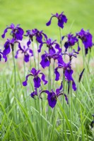 Iris chrysographes 'Mandarin Purple', June.