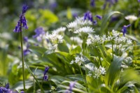 Allium ursinum, Wild garlic and bluebells in woodland