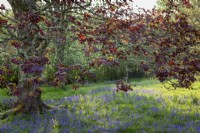 Acer platanoides 'Crimson King' above a sea of bluebells