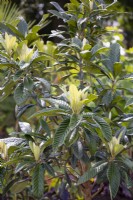 Eriobotrya japonica, loquat, Japanese loquat. August.