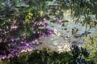 Reflections of rhododendrons in pond with lilypads