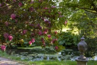 Urn beside pond with large tree-like pink rhododendron