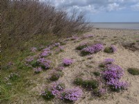 Armeria maritima - Thrift growing on Dunwich beach Suffolk Late May