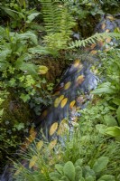 Stream with fallen beech leaves