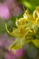 Rhododendron 'Luteaâ€™  