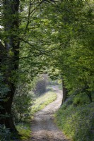 Path through the woodland garden