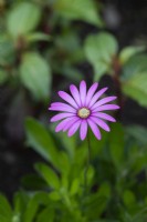 Osteospermum 'Nairobi Purple' - African daisy