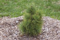 Pinus cembra - Arolla Pine tree surrounded with mulch in spring, Quebec, Canada