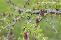 Larix decidua - European Larch tree branch with emerging purple female cones in spring, Quebec, Canada