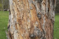 Crataegus 'Schraderiana' - Blue Hawthorn tree trunk with dark grey and brownish scaly bark, Quebec, Canada