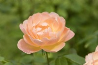 Rosa 'The Lark ascending'. Single flower. June