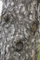 Face on Pinus nigra var. laricio - Corsican Pine tree trunk formed from callus growth around edge of wounds where branches were sawed off, Quebec, Canada