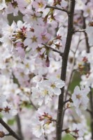 White flowering Prunus nipponica var. Kurilensis - Japanese Alpine Cherry shrub in spring, Quebec, Canada