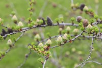 Larix kaempferi - Japanese Larch tree branch with emerging upright cones in spring, Quebec, Canada