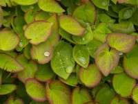 Epimedium x warleyense foliage and rain drops  May