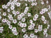 Geranium madarense alba   Norfolk  may
