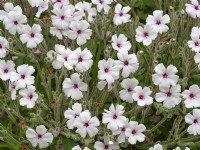 Geranium madarense alba   Norfolk  may
