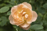 Rosa 'The Lark ascending'. Shrub Rose. Single flower. June