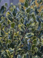 Ilex aquifolium 'Ferox Argentea'  Mid April   Norfolk