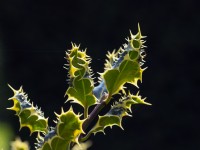 Ilex aquifolium 'Ferox Argentea'  Mid April   Norfolk