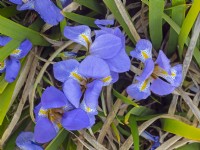 Iris lazica - Lazistan iris  late march Norfolk