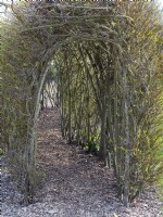 living Willow tunnel made of Salix  coming into leaf  Norfolk mid April
