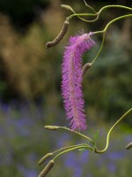 Sanguisorba hakusanensis 'Lilac Squirrel'