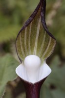 Arisaema sikokianum - Japanese Jack-in-the-pulpit - May