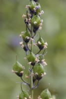 Spanish Bluebell seedheads - Hyacinthoides hispanica - May