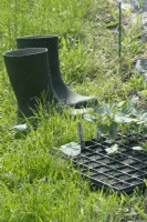 Boots and pumpkin plants in tray.
