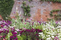 Border of Dianthus - Sweet Williams - and poppies in the walled Ornamental Kitchen Garden. 