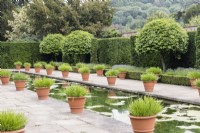 Rectangular pool lined with terracotta pots and mop headed Portuguese laurel in the Dutch Garden. June