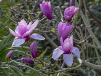 Magnolia 'Apollo' opening buds and flowers Norfolk mid April