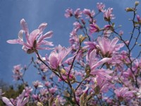 Magnolia stellata 'Rosea' in flower April Norfolk
