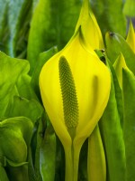  Lysichiton americanus - Skunk cabbage late march Norfolk