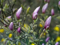 Magnolia 'George Henry Kern' flowering in Spring Norfolk