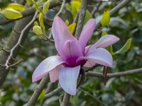 Magnolia 'Apollo' opening buds Norfolk mid April