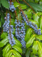 Mahonia japonica ripe berries in summer Norfolk 