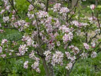 Malus 'Norfolk Beauty' blossom   Mid May