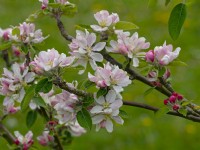 Malus domestica  'Emneth Early' Apple Blossom May