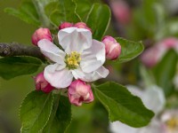 Malus domestica 'Hunter's Majestic'  Apple Blossom May