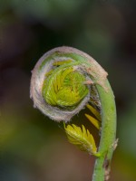  Osmunda regalis - Royal fern unfurling  Mid April   Norfolk
