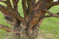 Pinus mugo - Dwarf Mountain pine tree with scaly brownish bark on trunks