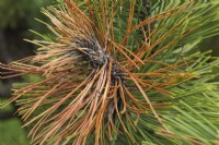 Pinus heldreichii var. leucodermis - Bosnian Pine tree branch with rust disease in spring, Quebec, Canada