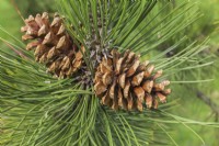 Pinus heldreichii var. leucodermis - Bosnian Pine tree cones in spring, Quebec, Canada