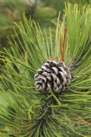 Pinus heldreichii var. leucodermis - Bosnian Pine tree cone in spring, Quebec, Canada