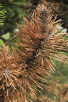 Pinus mugo 'Gallica' - Mugo pine shrub branch with rust disease, Quebec, Canada