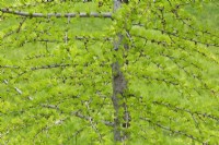 Larix laricina - American larch or Tamarack tree branches in spring, Quebec, Canada